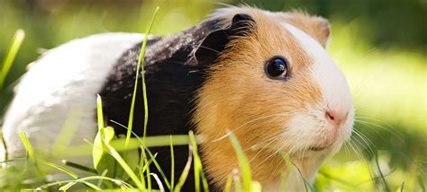 40 Interesting Guinea Pigs Facts