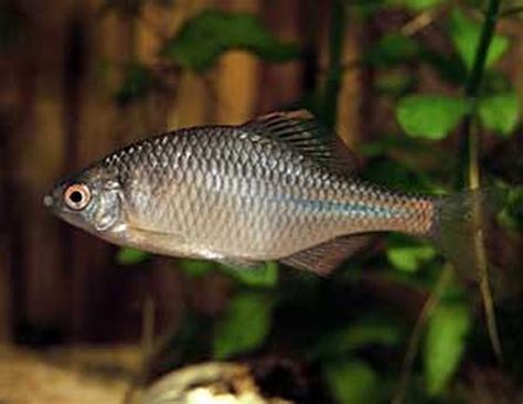 ГОРЧАК (Rhodeus sericeus) - Аквариумные рыбки | Аквариумные рыбки