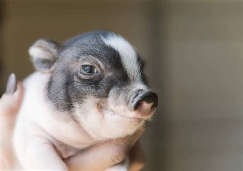 Potbelly Pig Uses Farm House