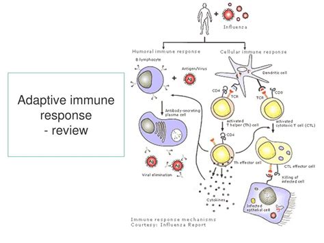 Ppt Immunology Of Vaccines Powerpoint Presentation Free Download Id 684398