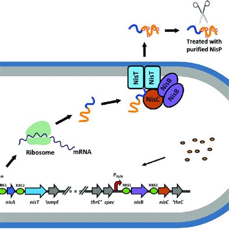 Heterologous Production Of Precursor Nisin By B Subtilis Wb