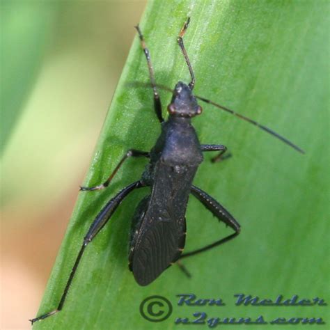 Broad Headed Bug Alydus Eurinus Bugguide Net