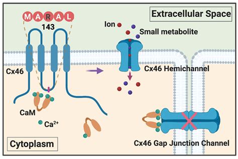 Regulation Of Connexin Gap Junctions And Hemichannels By Calcium And