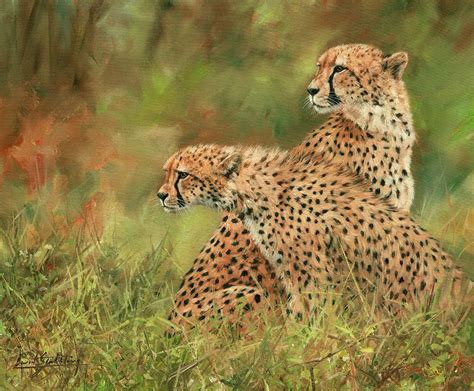 Cheetah Siblings Poster Print David Stribbling 36 X 24