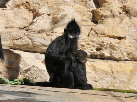 The Online Zoo - Francois' Langur