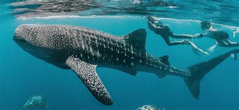 Unveiling the Mystery: Shifting Whale Shark Migration Patterns in the Arabian Sea and Ethical ...