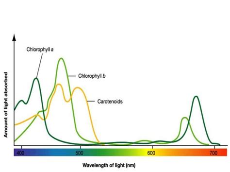 absorbance-spectrum | TheModern Farm