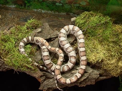 8 Diy Snake Enclosure Plans You Can Make Today With Pictures Pangovet