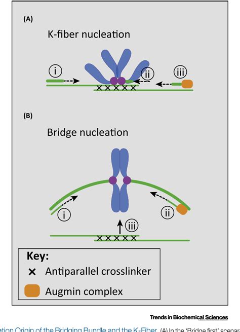 Figure 3 From Mitotic Spindle Assembly Building The Bridge Between