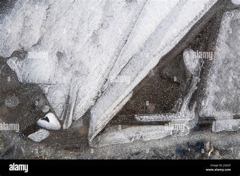 Frozen Puddles With Leaves Frozen Under Sheet Of Ice Making Patterns