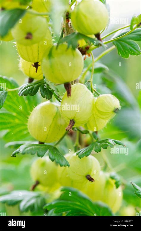 Gooseberry Invicta Stock Photo - Alamy