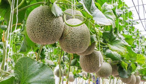 Melonen Aus Dem Garten Haltbar Machen Heilpflanzen Und Ihre