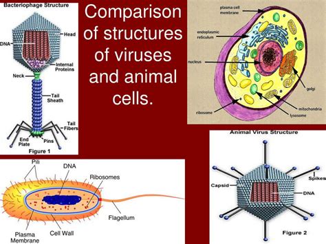 Ppt Viruses Powerpoint Presentation Free Download Id1927507