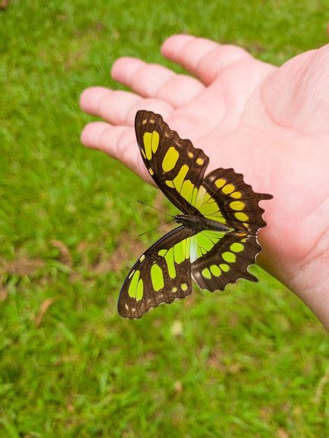 Borboleta linda borboleta sentada na mão de uma pessoa no brasil luz