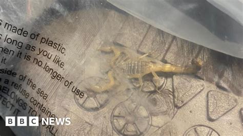 Student Finds Scorpion Crawling Inside Shein Parcel BBC News