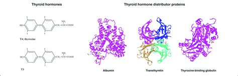 Structures Of T4 T3 Albumin Ttr And Tbg Left Structures Of T3