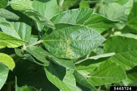 Bacterial Blight In Soybean Crop Science Us