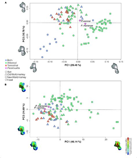 A Principal Component Analysis Pca Of The Talar Shape Variables