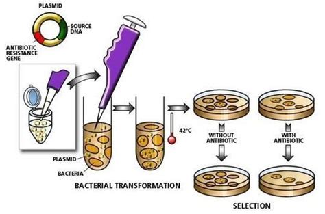 Bacterial Transformation — Science Learning Hub