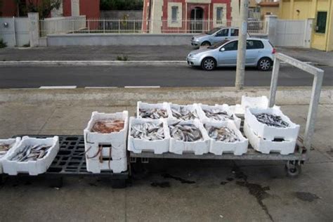 Pesce Una Tonnellata Senza Tracciabilit Sequestro Al Porto Canale Di