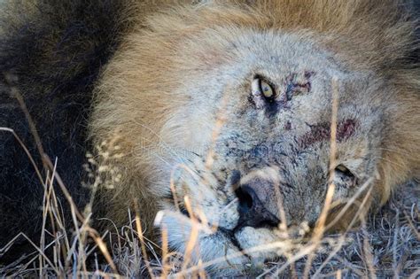 Close Up Portrait Of Big Male Lion Resting Stock Image Image Of Five