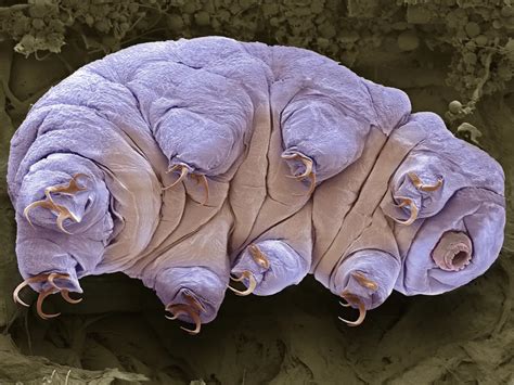 How Are Tardigrades So Indestructible Scientists Finally Have An