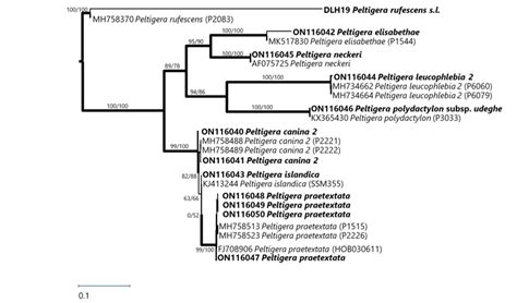 The Maximum Likelihood Tree Of Peltigera Species Based On The Nrits