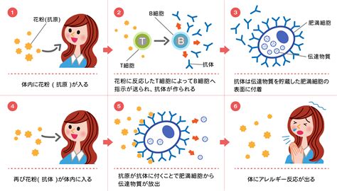 選択した画像 ブタクサ 花粉症 治療 652007 ブタクサ 花粉症 治療