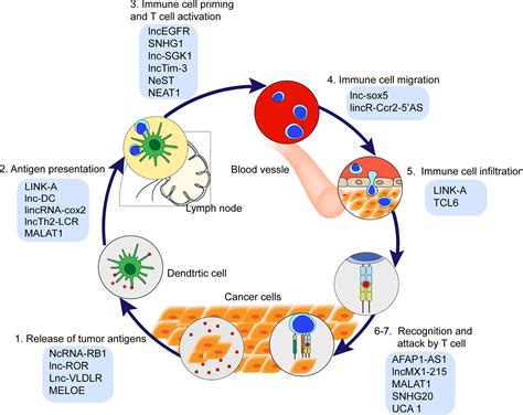 Frontiers Long Noncoding Rnas New Critical Regulators In Cancer Immunity