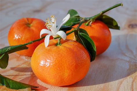 Facts About Seedless Citrus Growing Eyouagro