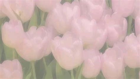 Pink Tulips Pink Wallpaper Desktop Pink Wallpaper Ipad Pink