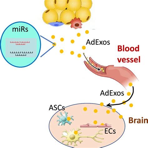 Schematic Diagram Adexos Adipose Tissue Derived Exosomes Ascs