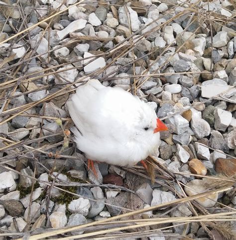 zoology - What species is this little white bird? - Biology Stack Exchange