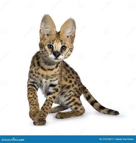 6 Meses Bonitos Do Gatinho Novo Do Gato Do Serval Isolado No Fundo