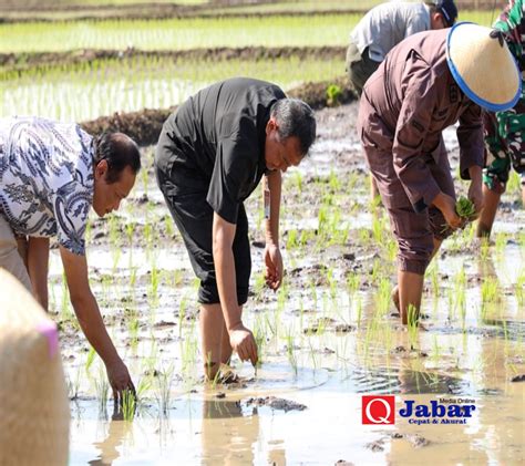 Pemkab Purwakarta Targetkan Produksi Ratusan Ribu Ton Padi Musim Tanam