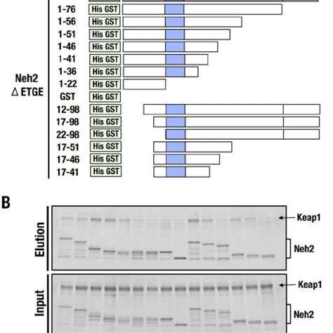 Minimum Keap Interacting Region Of The Nrf Dlg Motif A Diagrams Of