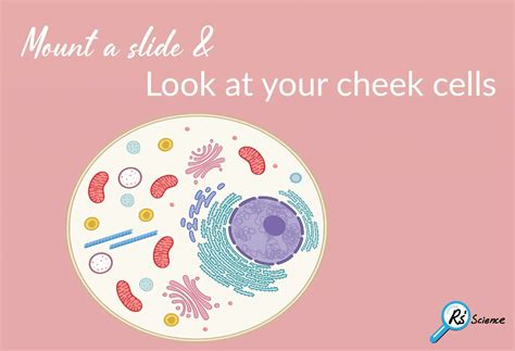 Lesson Mount A Slide Look At Your Cheek Cells Rs Science