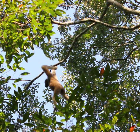 Assam wallpapers | Hollongapar Gibbon Wildlife Sanctuary Or Gibbon ...
