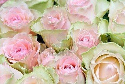 Flower pink green rose detail background | Green rose, Pink and green, Flowers