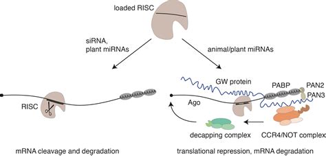 Frontiers Sirna Specificity Rnai Mechanisms And Strategies To Reduce