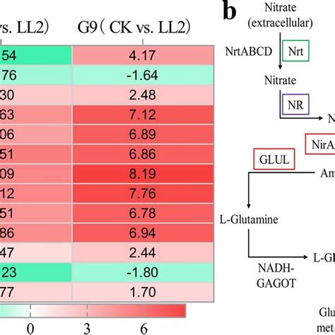 Differentially Expressed Genes Involved In Nitrogen Metabolism In Download Scientific Diagram