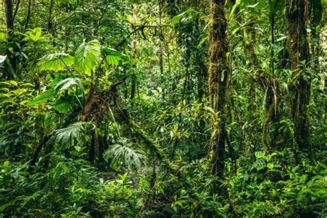 Exploring the Unique Ecosystem of Coniferous Forests