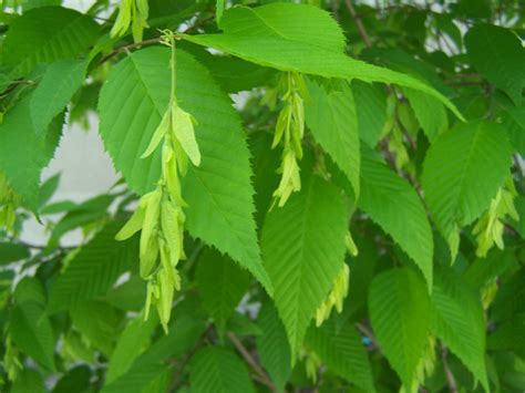 Carpinus Caroliniana Blue Thumb