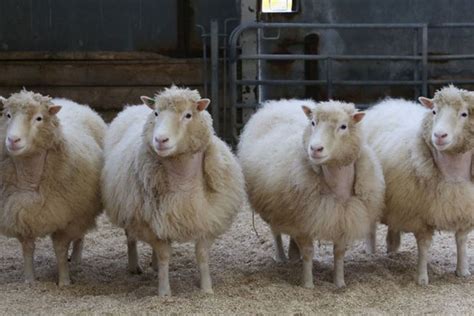 Dolly's sheep clones are doing just fine - The Verge