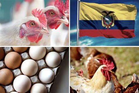 Producción avícola en Ecuador ADITIVOS PARA ALIMENTACIÓN ANIMAL