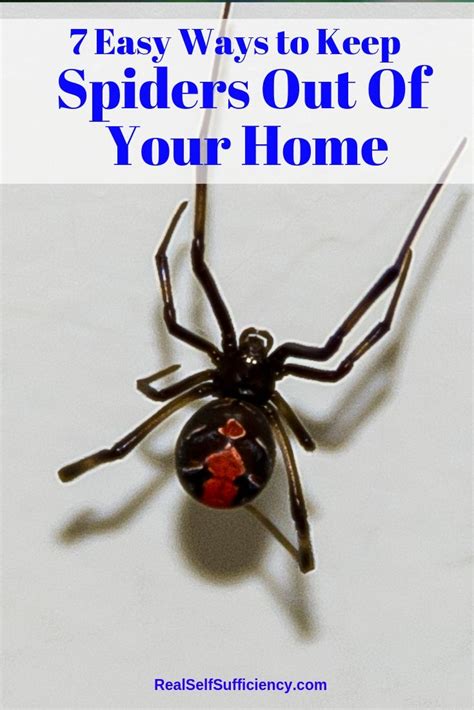 7 Natural Ways To Keep Spiders Out Of Your Home Spider Organic Pest Control Pest Control