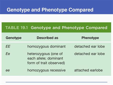 Ppt Introduction To Genetics Powerpoint Presentation Free Download Id 1163110