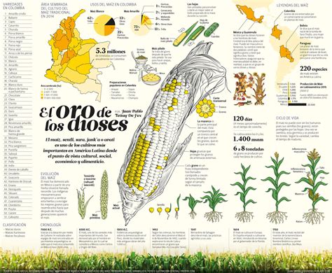 Cuál es la historia de maíz Vivir en El Poblado