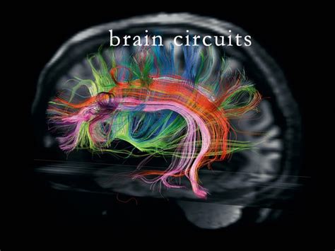 Intro to Brain Circuits – Ocean Within Me Online Courses