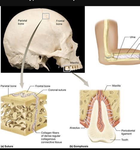 Anatomy Ch Joints Flashcards Quizlet